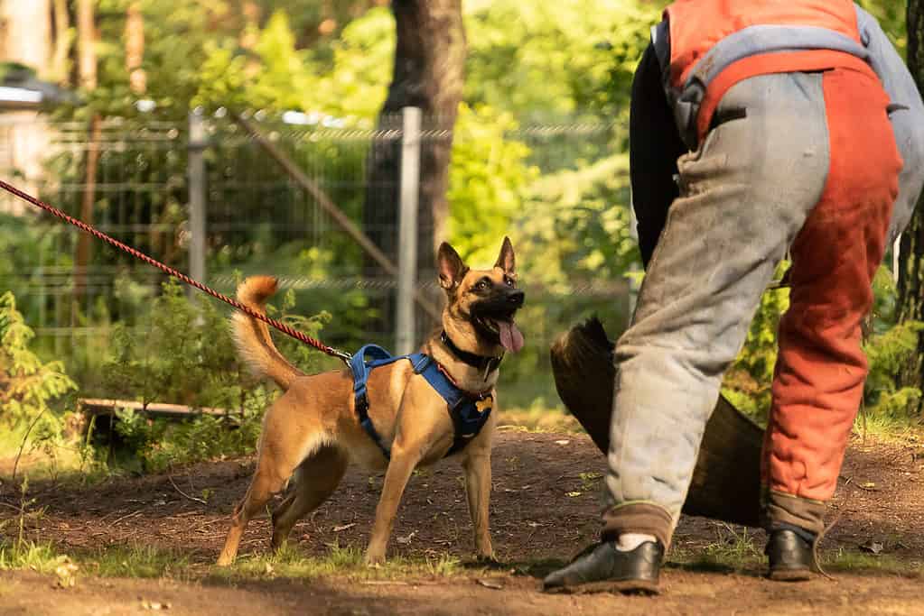 Szkolenie psów Warszawa