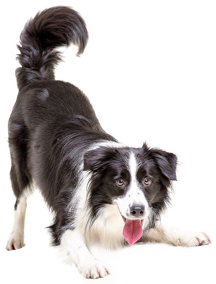 Indywidualne szkolenie psów