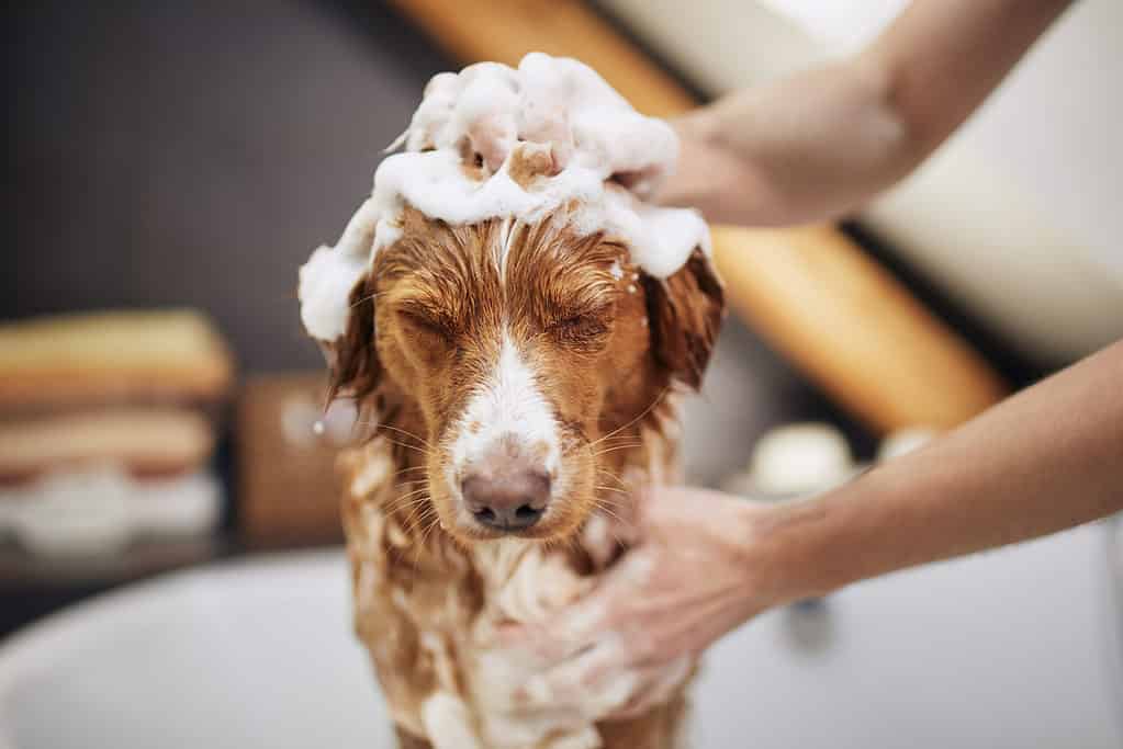 jak wykąpać psa?