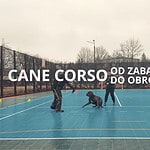 Cane Corso od zabawy do obrony